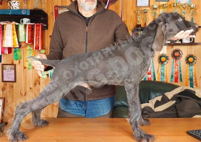 Щенок дратхаар